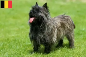 Lees meer over het artikel Cairn Terrier fokkers en puppies in België