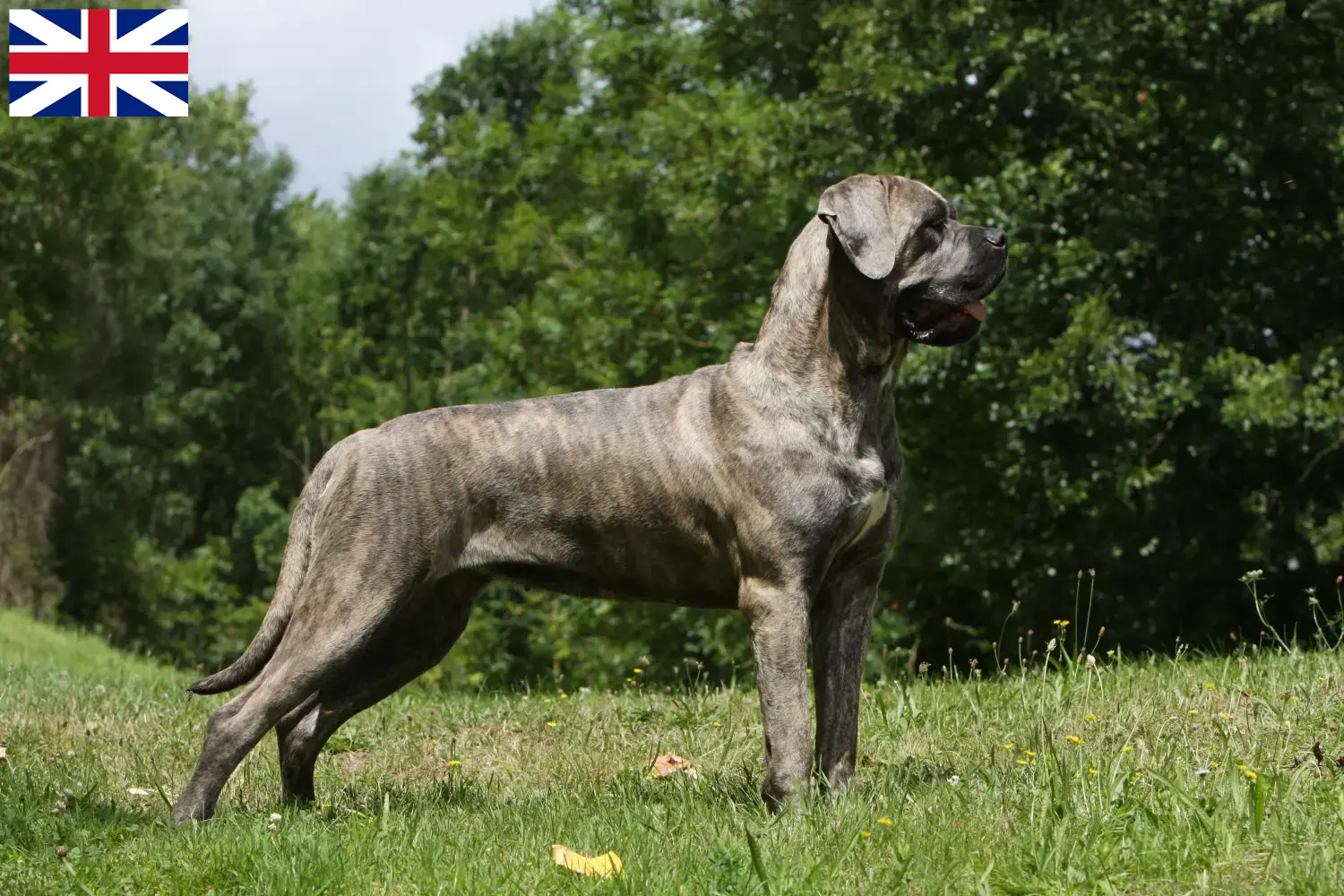 Cane Corso Italiano pups en fokkers Groot-Brittannië Zoek naar Cane Corso Italianos fokkers in Nederland.