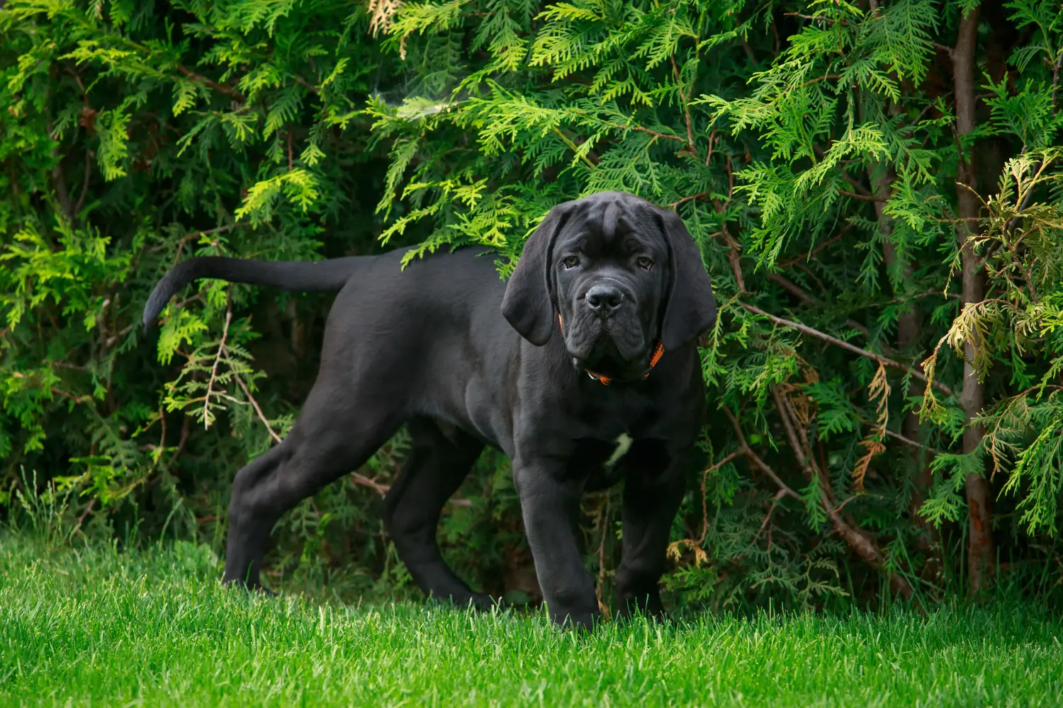 Een Cane Corso Italiano puppy kopen betekent verantwoordelijkheid nemen! Cane Corso Italiano puppy kopen.
