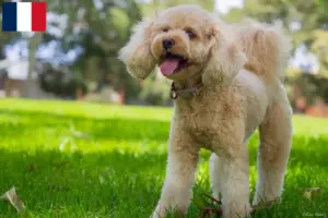 Lees meer over het artikel Cavoodle fokkers en puppies in Frankrijk
