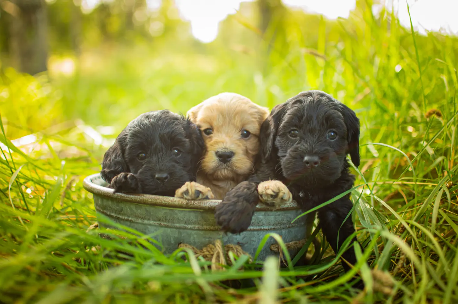 Een Cavoodle puppy kopen betekent verantwoordelijkheid nemen! Cavoodle puppy kopen.