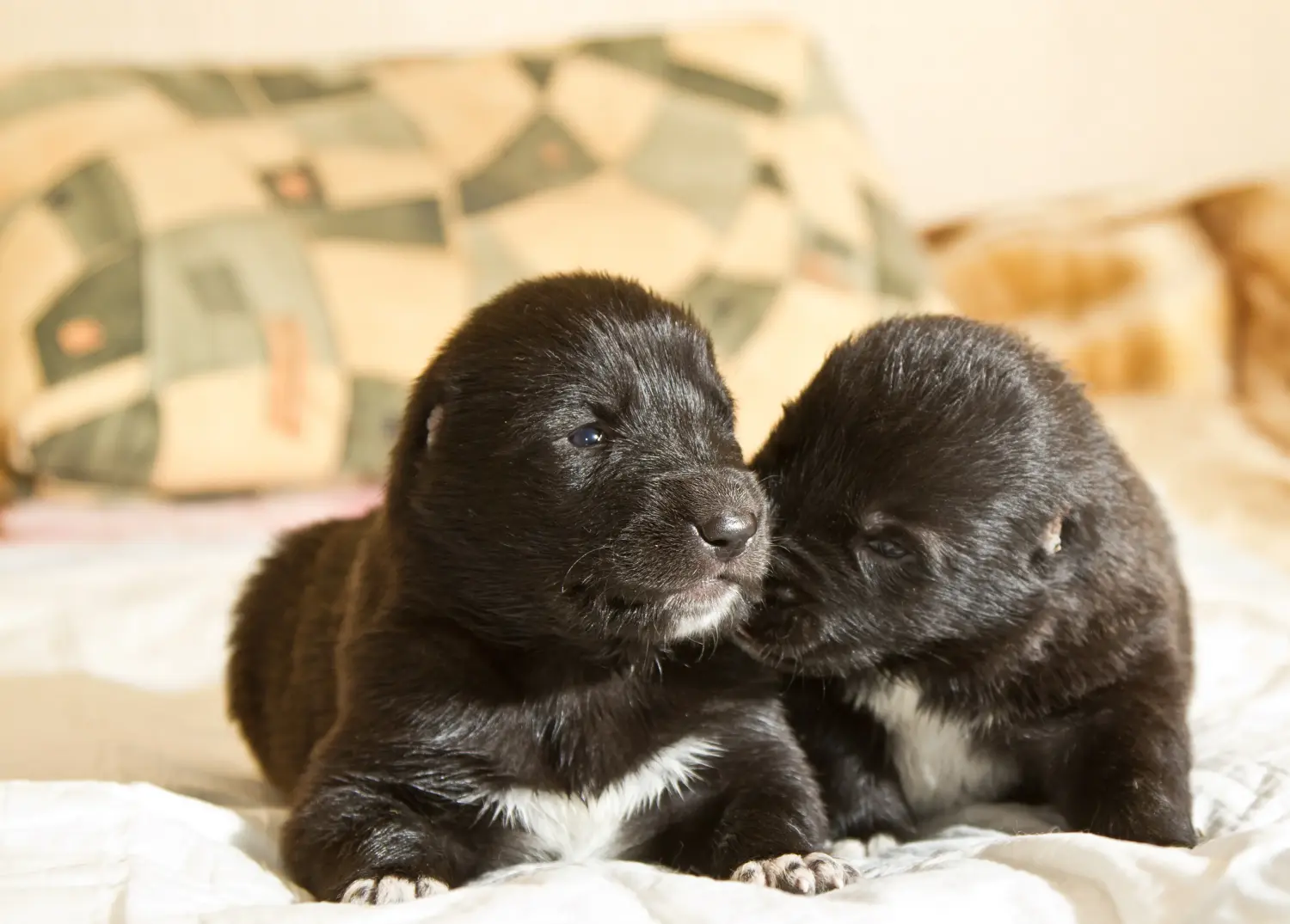 Een puppy van de Centraal-Aziatische Herder kopen betekent verantwoordelijkheid nemen! Centraal-Aziatische Herder puppy's kopen.