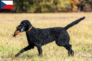 Lees meer over het artikel Curly Coated Retriever fokkers en puppy’s in Tsjechië