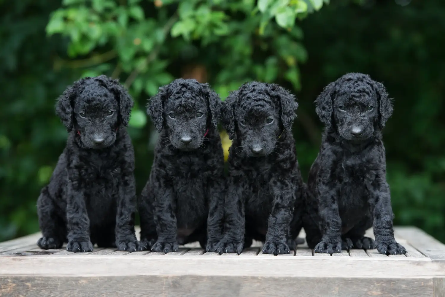 Een Curly Coated Retriever puppy kopen betekent verantwoordelijkheid nemen! Curly Coated Retriever puppy kopen.