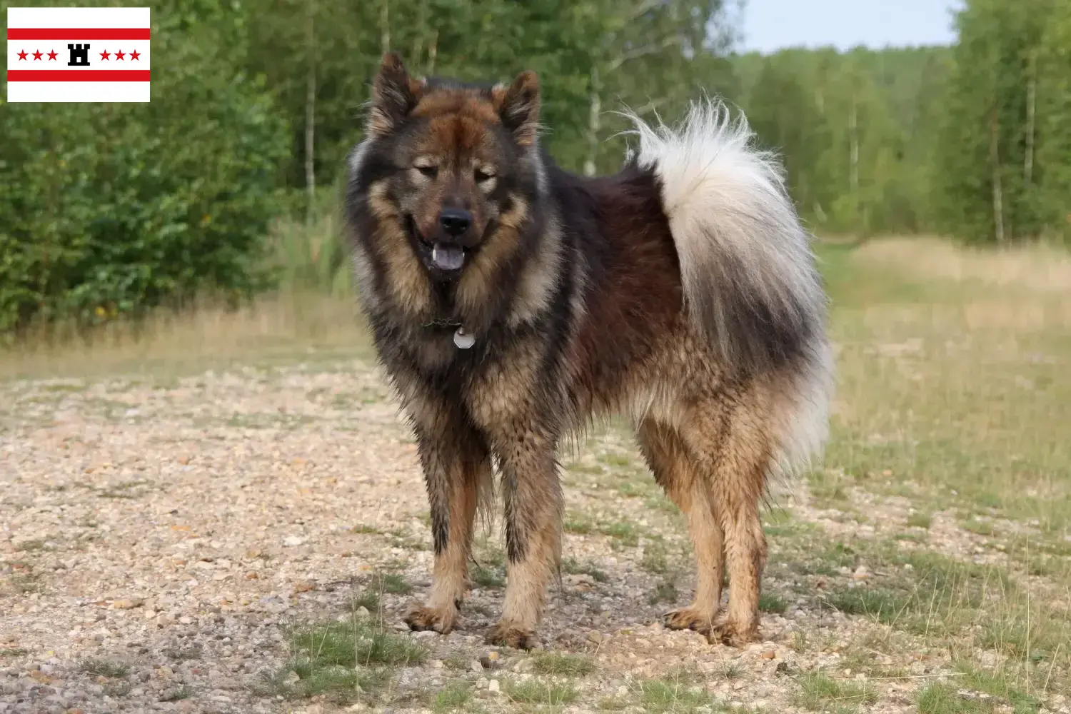 Lees meer over het artikel Eurasier fokkers en pups in Drenthe