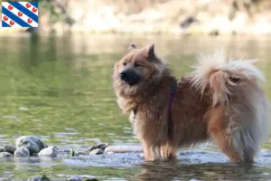 Lees meer over het artikel Eurasier fokker en pups in Friesland
