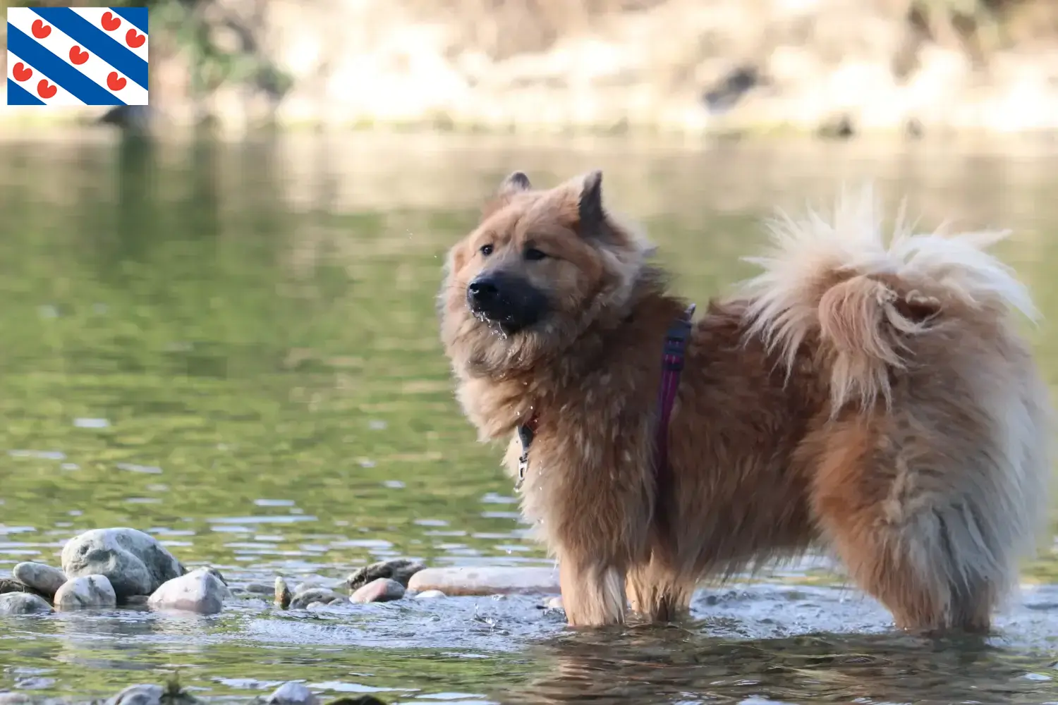 Lees meer over het artikel Eurasier fokker en pups in Friesland