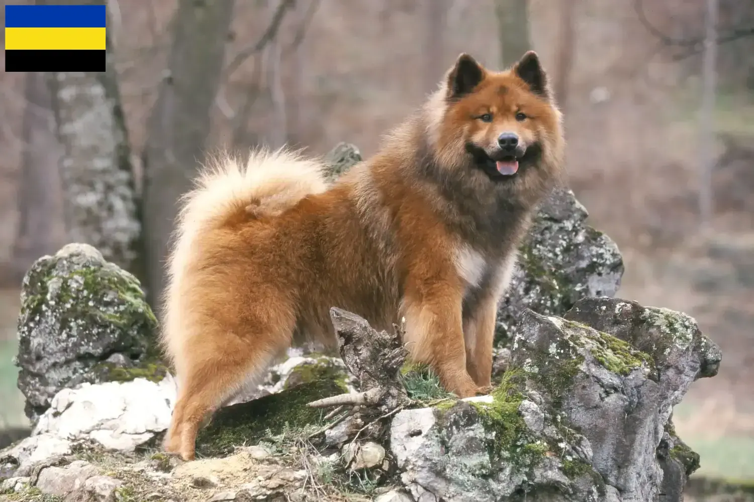 Eurasier pups en fokkers Gelderland Vind hier Eurasier fokkers in Gelderland.