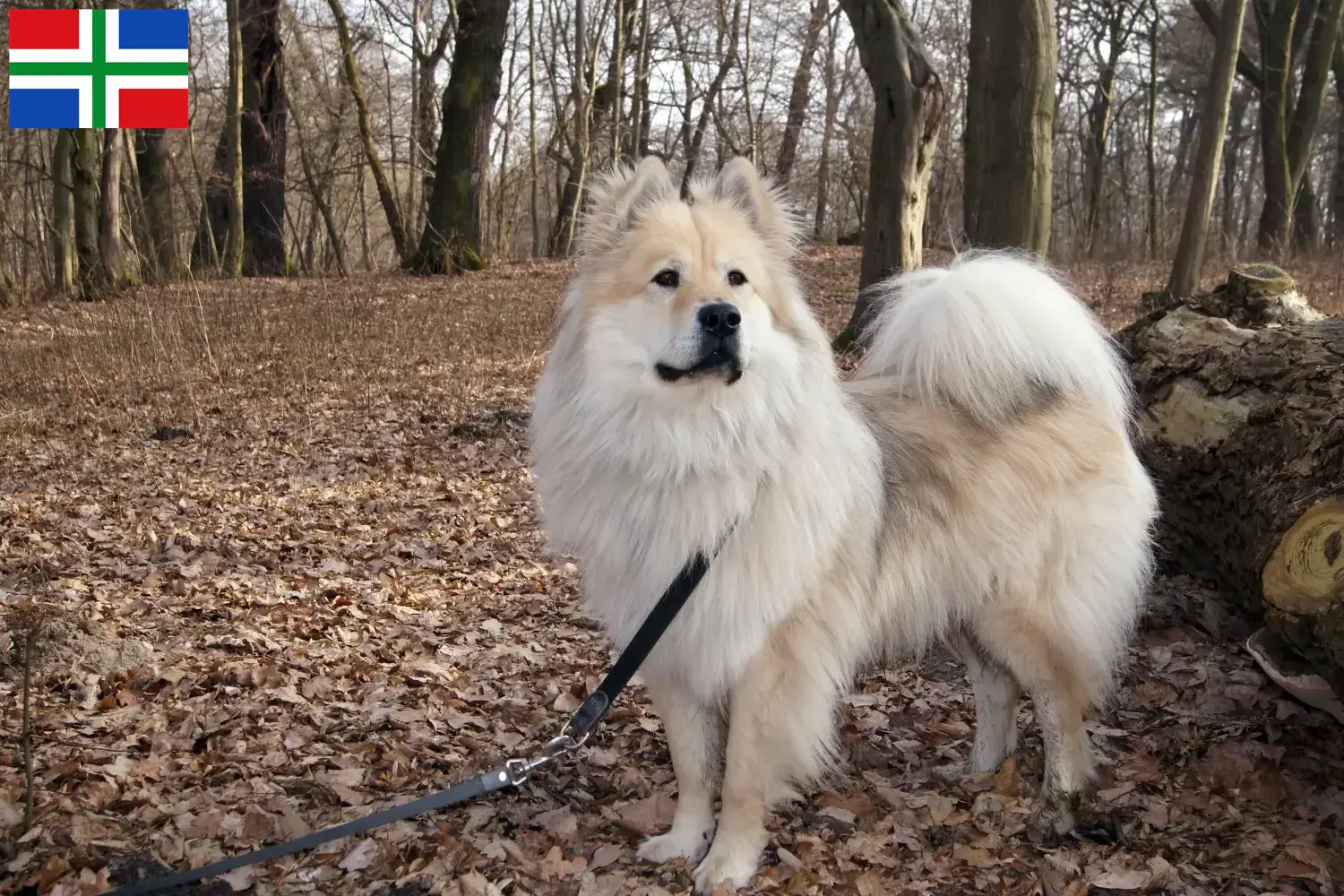Eurasier pups en fokkers Groningen Vind hier Eurasier fokkers in Groningen.