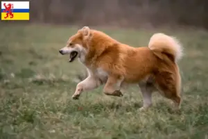 Lees meer over het artikel Eurasier fokker en pups in Limburg