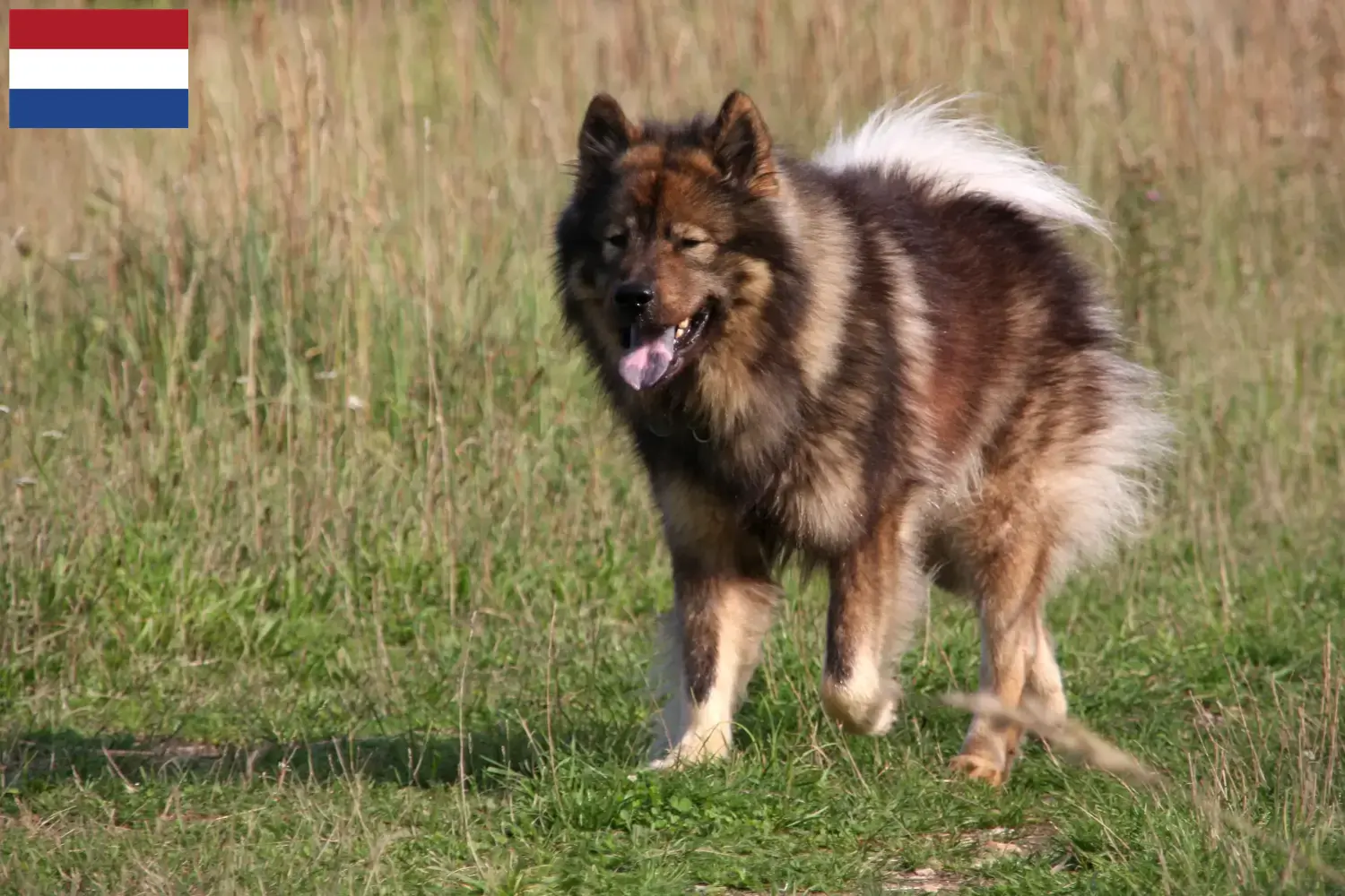Eurasier pups en fokkers Nederland Zoek Eurasier fokkers in Nederland.