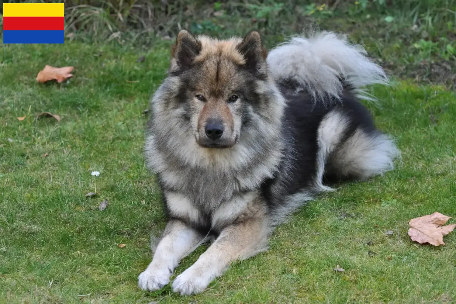 Eurasier pups en fokkers Noord-Holland Zoek Eurasier fokkers in Noord-Holland.