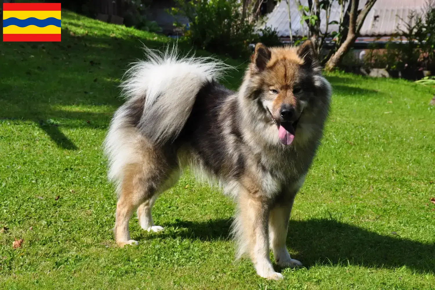 Lees meer over het artikel Eurasier fokkers en pups in Overijssel