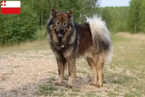 Lees meer over het artikel Eurasier fokker en pups in Utrecht
