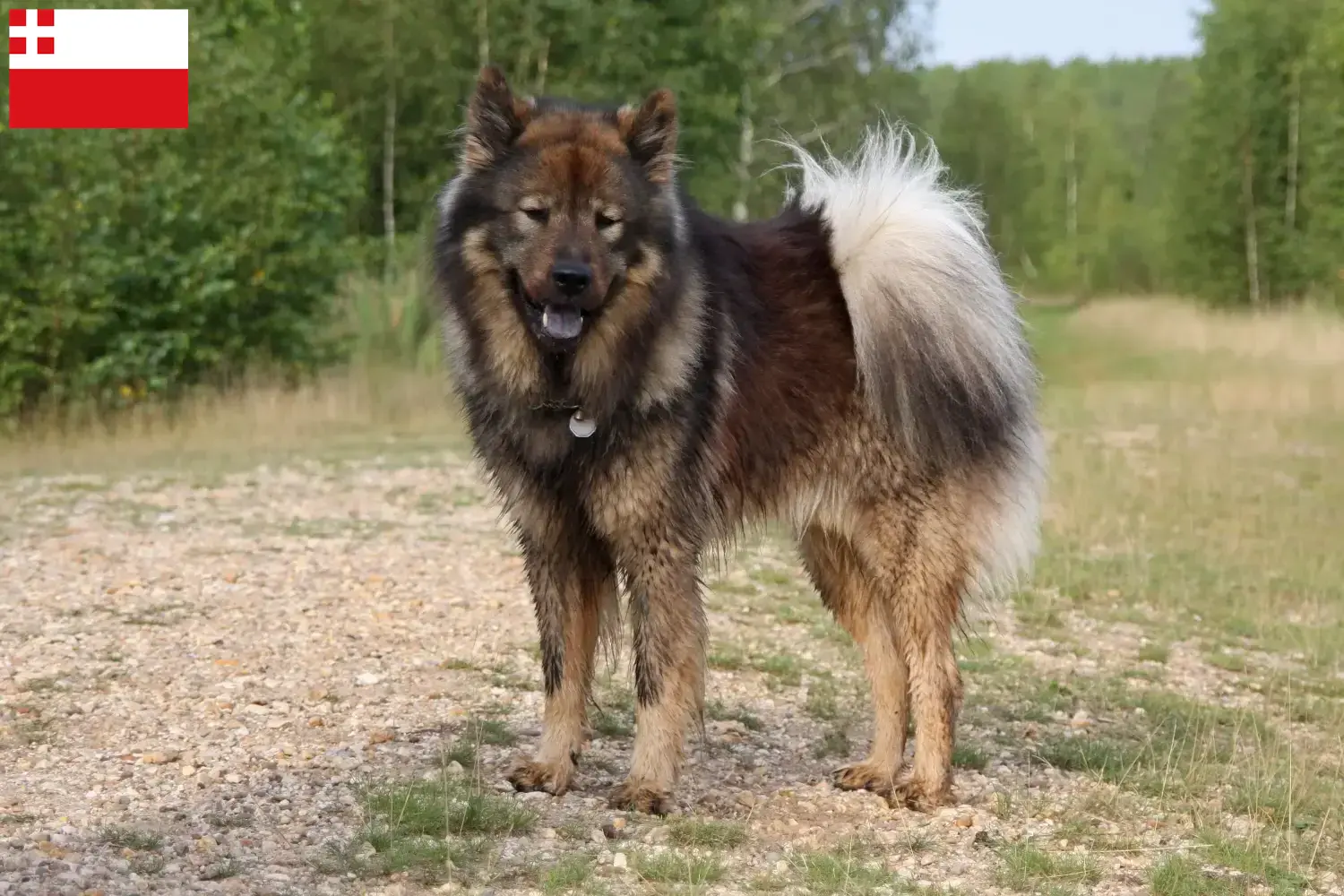 Eurasier puppy's en fokkers Utrecht Vind hier Eurasier fokkers in Utrecht.