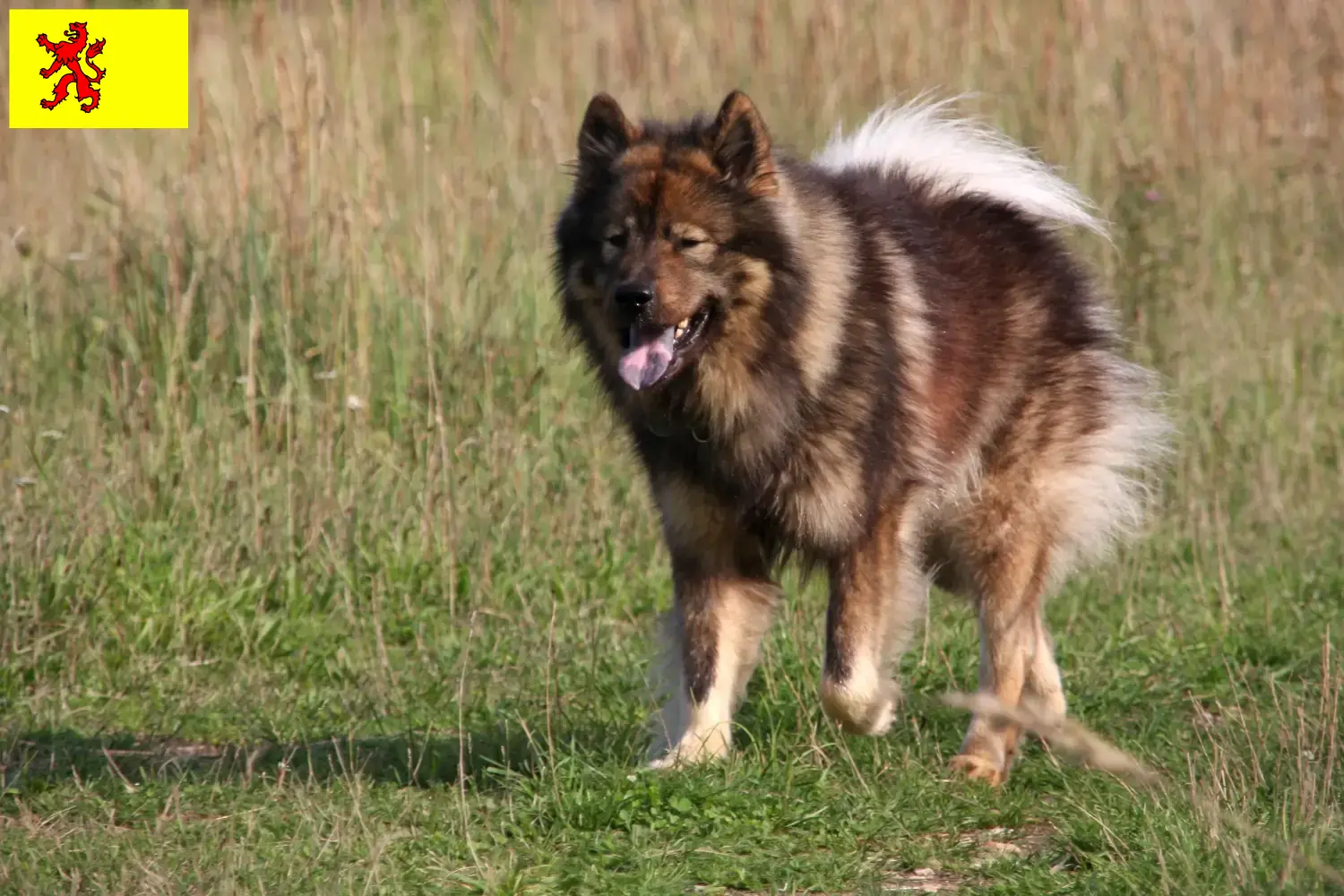 Lees meer over het artikel Eurasier fokkers en pups in Zuid-Holland