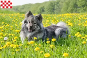 Lees meer over het artikel Eurasier fokkers en pups in Noord-Brabant