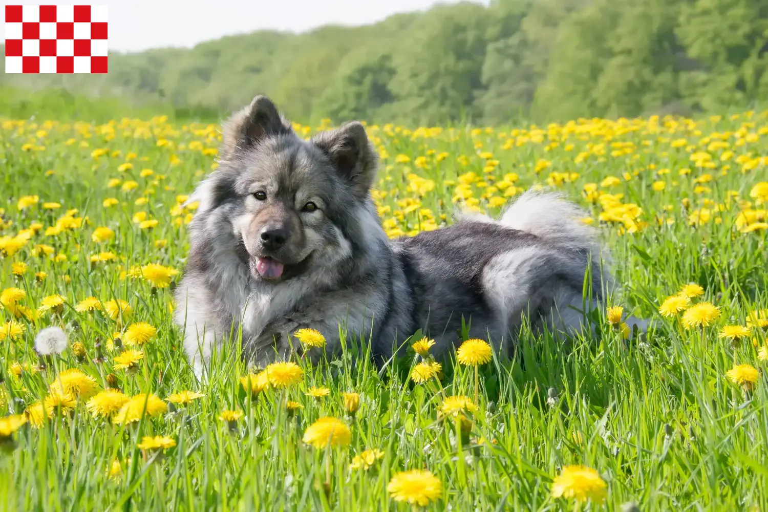 Eurasier pups en fokkers Noord-Brabant Vind hier Eurasier fokkers in Noord-Brabant.