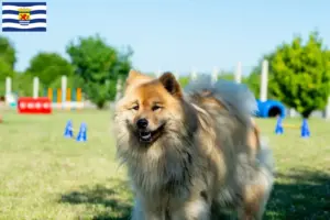 Lees meer over het artikel Eurasier fokkers en pups in Zeeland