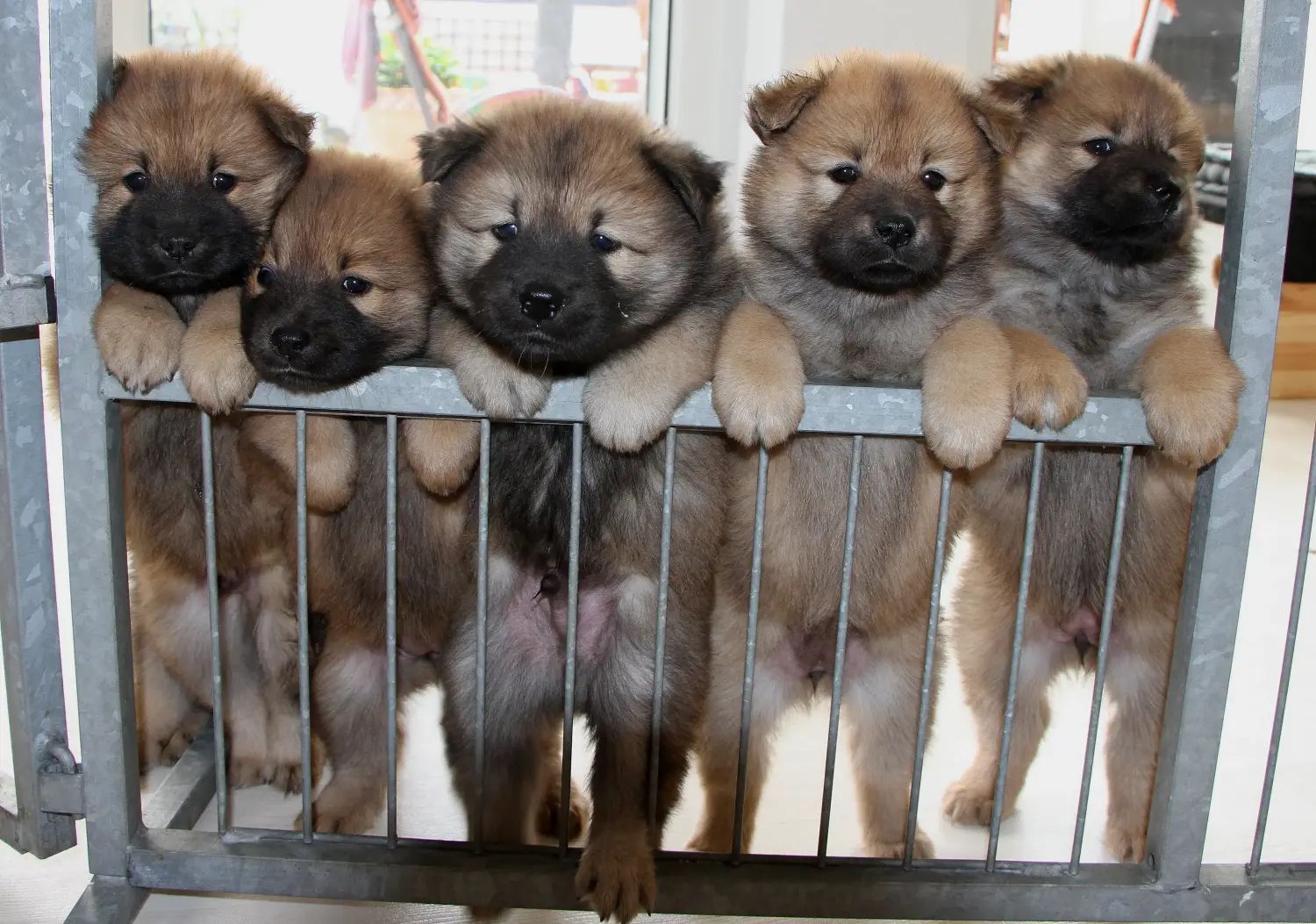 Een Eurasier puppy kopen betekent verantwoordelijkheid nemen! Eurasier puppy's kopen.