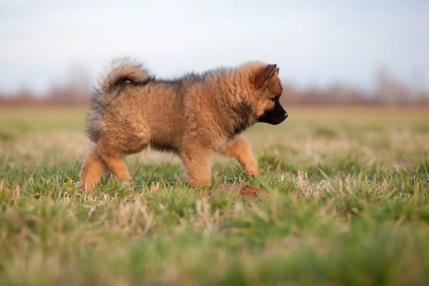 Een Eurasier puppy kopen betekent verantwoordelijkheid nemen! Eurasier puppy's kopen.
