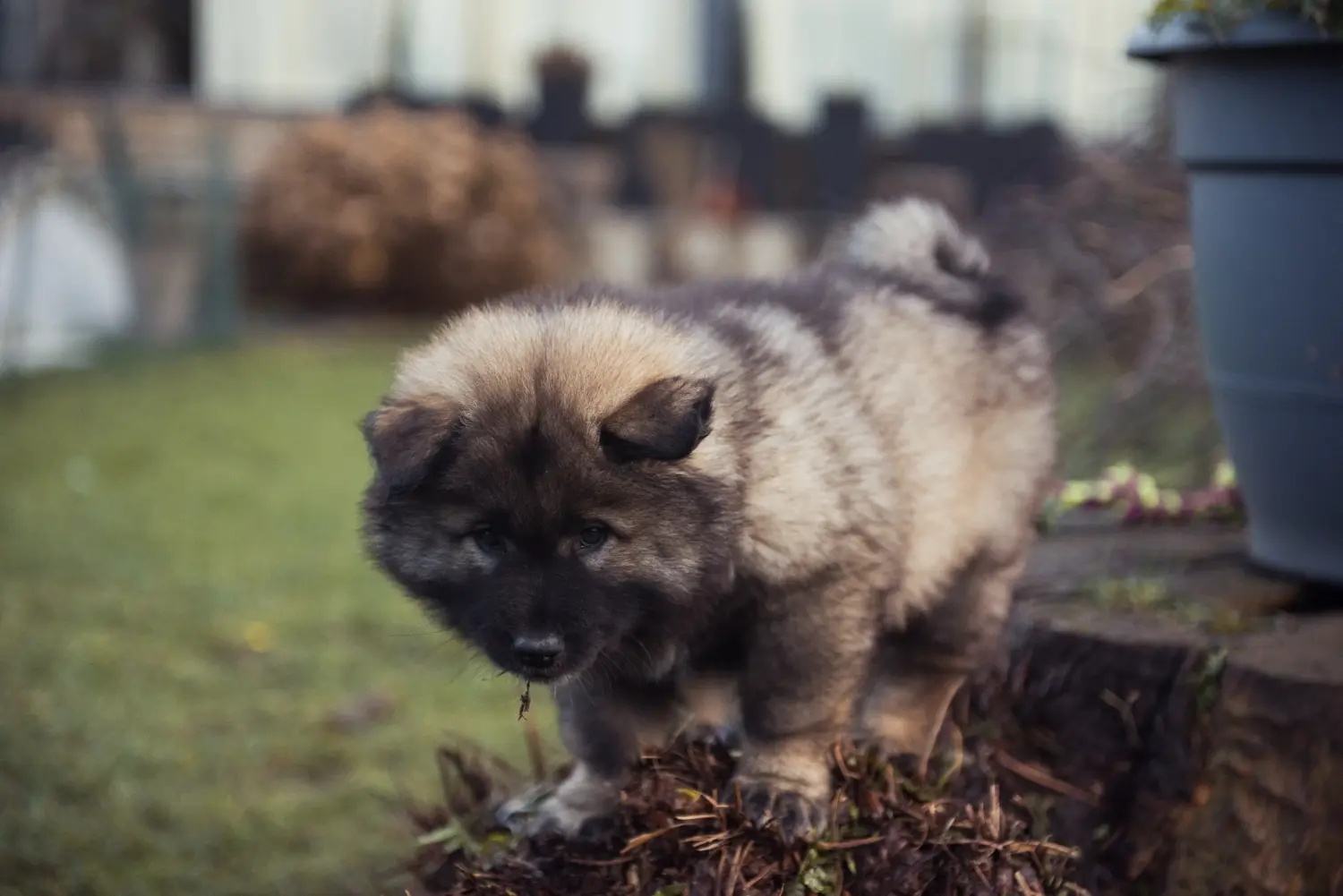 Een Eurasier puppy kopen betekent verantwoordelijkheid nemen! Eurasier puppy's kopen.