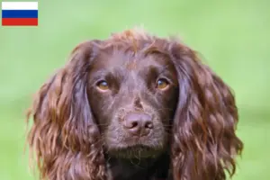 Lees meer over het artikel Field Spaniel fokkers en pups in Rusland