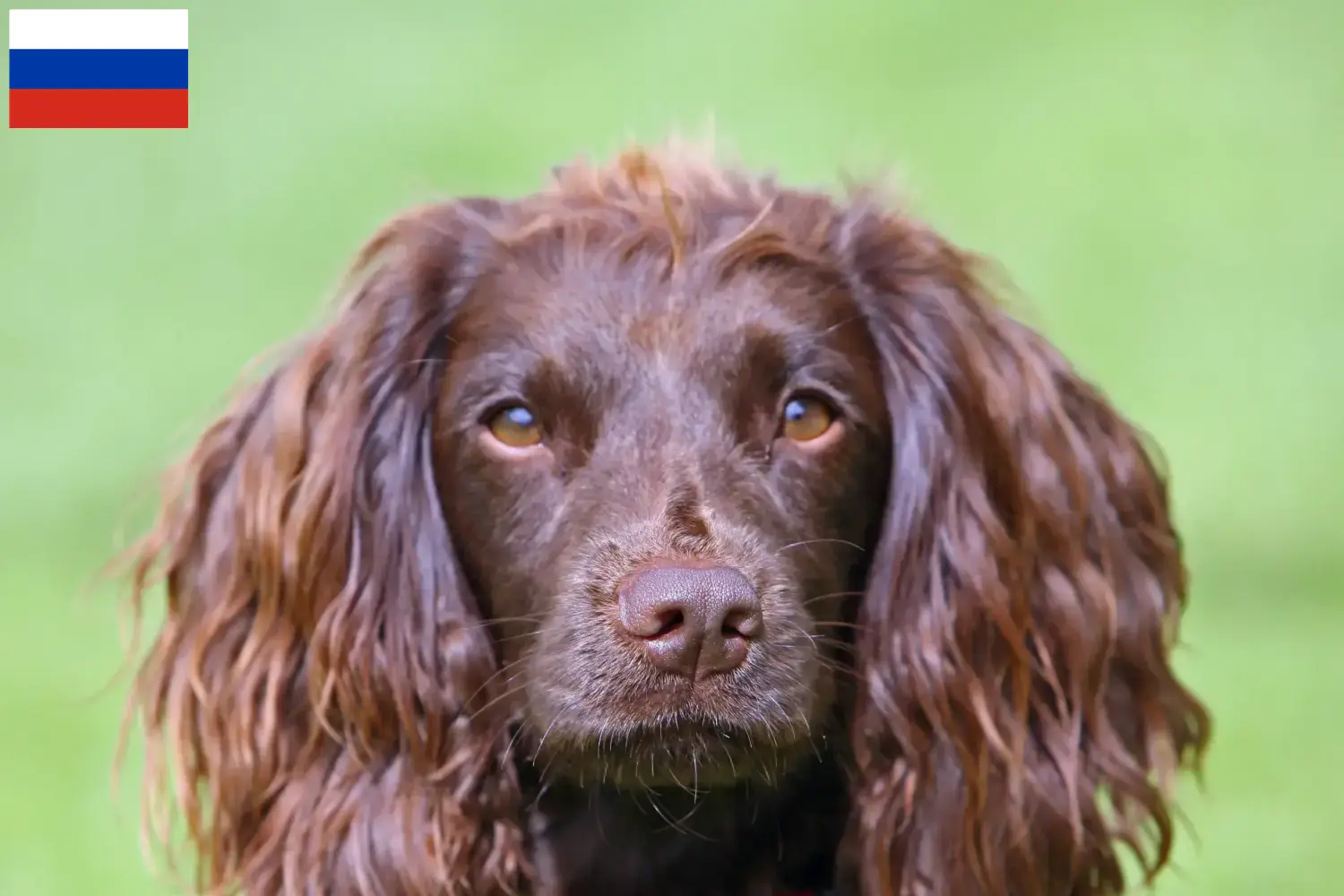 Field Spaniel pups en fokkers Rusland Vind hier Field Spaniels fokkers in Rusland.