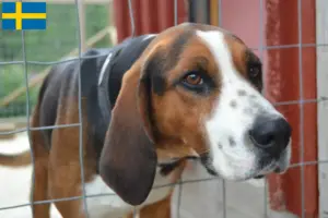 Lees meer over het artikel Finse windhond fokkers en puppies in Zweden
