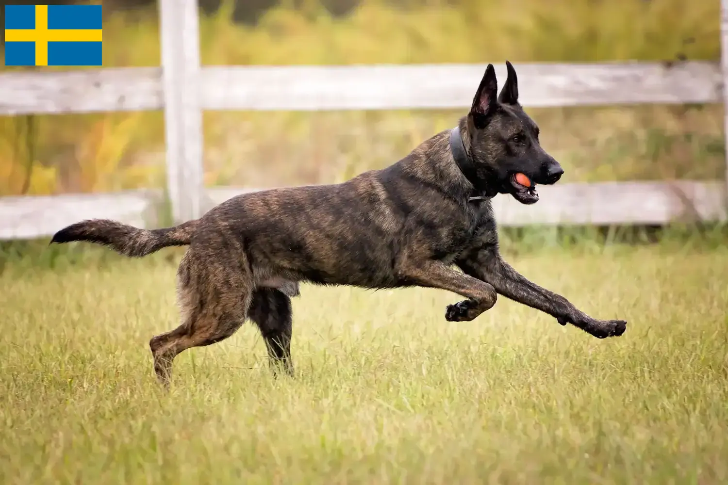 Hollandse Herdershond pups en fokkers Zweden Hier vind je Hollandse Herdershonden fokkers in Zweden.