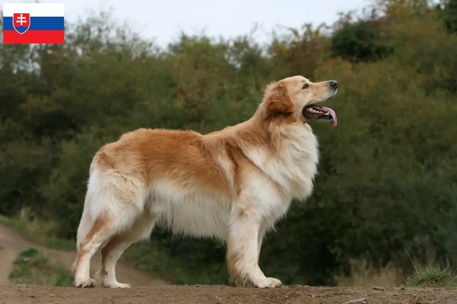 Hovawart pups en fokkers Slowakije Hier vind je Hovawarte fokkers in Slowakije.