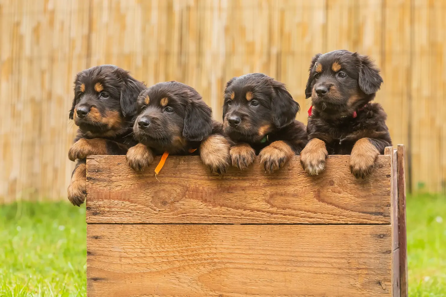 Een Hovawart puppy kopen betekent verantwoordelijkheid nemen! Hovawart puppy's kopen.
