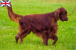 Lees meer over het artikel Ierse Rode Setter fokkers en puppy’s in Groot-Brittannië
