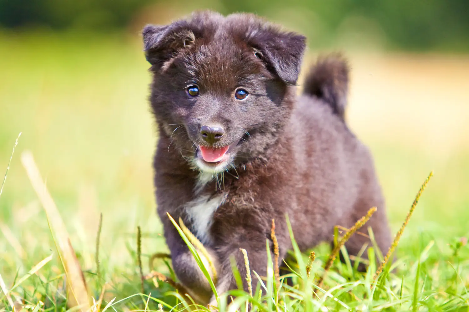 Een IJslandse hondenpup kopen betekent verantwoordelijkheid nemen! IJslandse hond puppy's kopen.