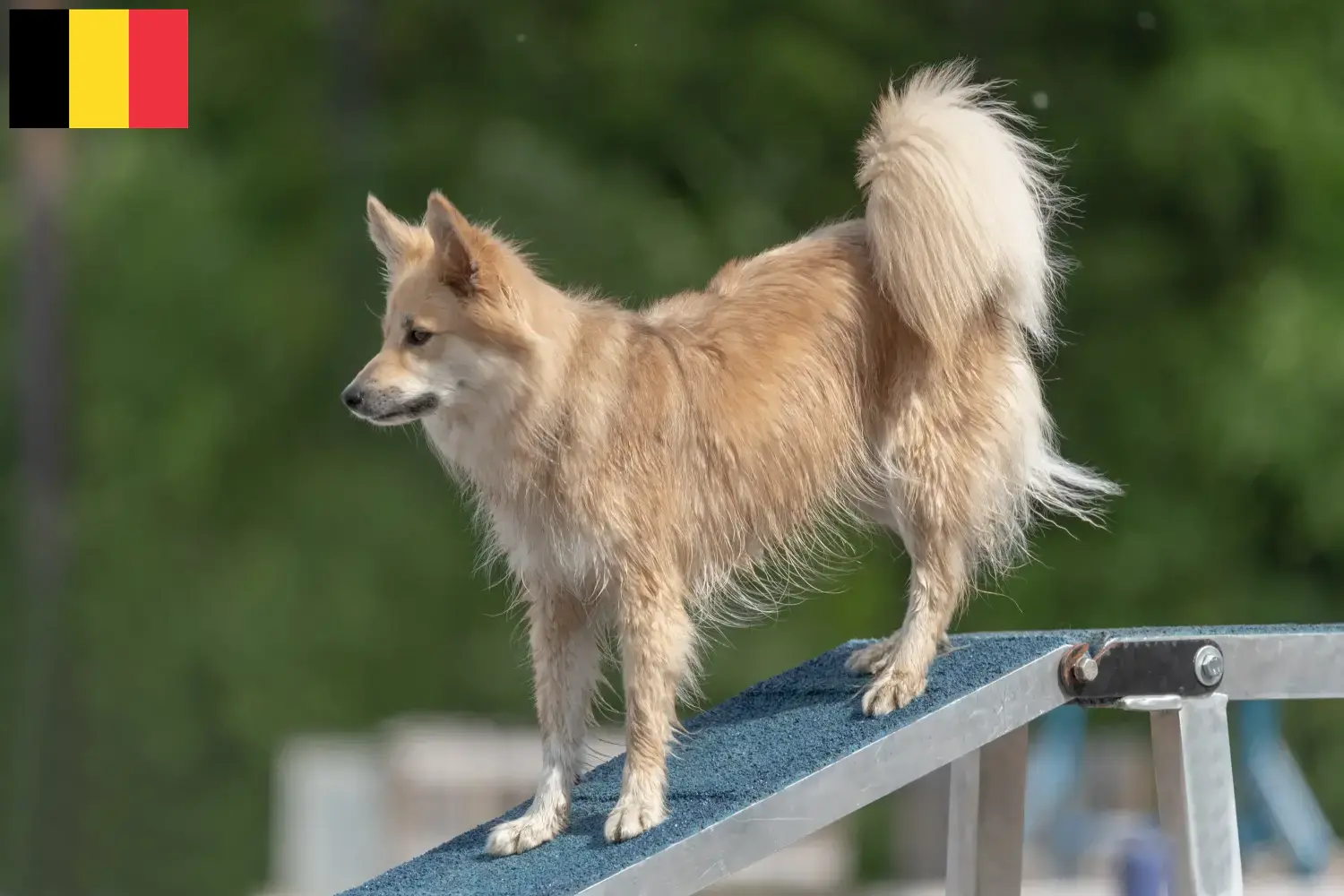 Lees meer over het artikel IJslandse hondenfokkers en puppies in België