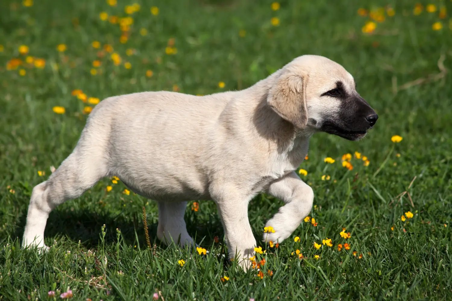 Een Kangal puppy kopen betekent verantwoordelijkheid nemen! Kangal puppy's kopen.
