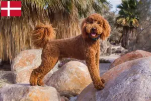 Lees meer over het artikel Labradoodle fokkers en puppy’s in Denemarken