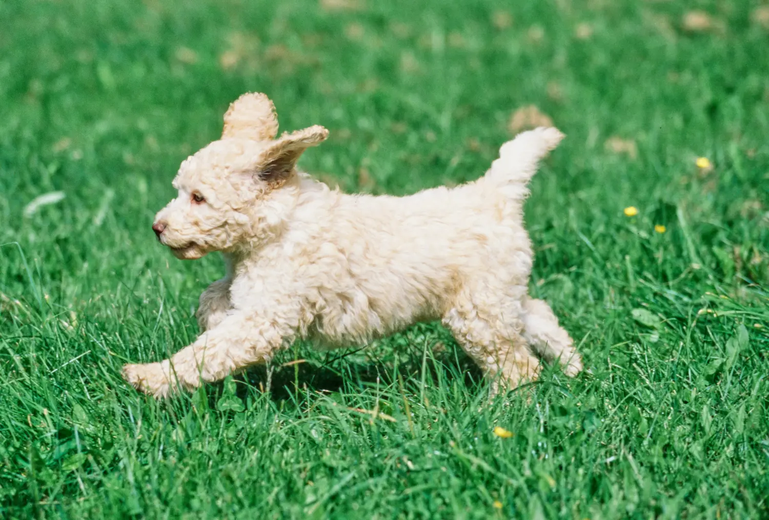Een Labradoodle puppy kopen betekent verantwoordelijkheid nemen! Labradoodle puppy kopen.