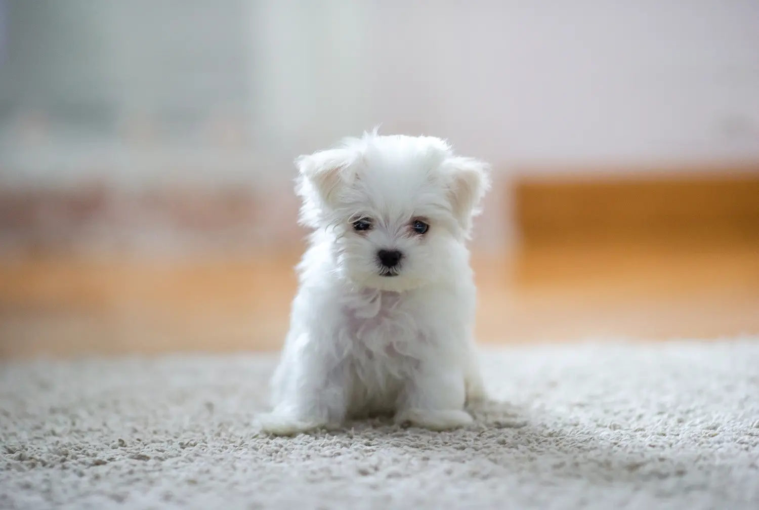 Een Maltezer puppy kopen betekent verantwoordelijkheid nemen! Maltezer puppy's kopen.