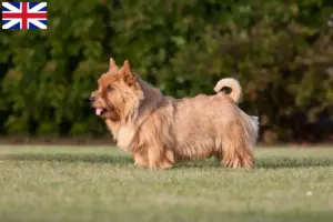 Lees meer over het artikel Norwich Terrier fokkers en puppies in Groot-Brittannië