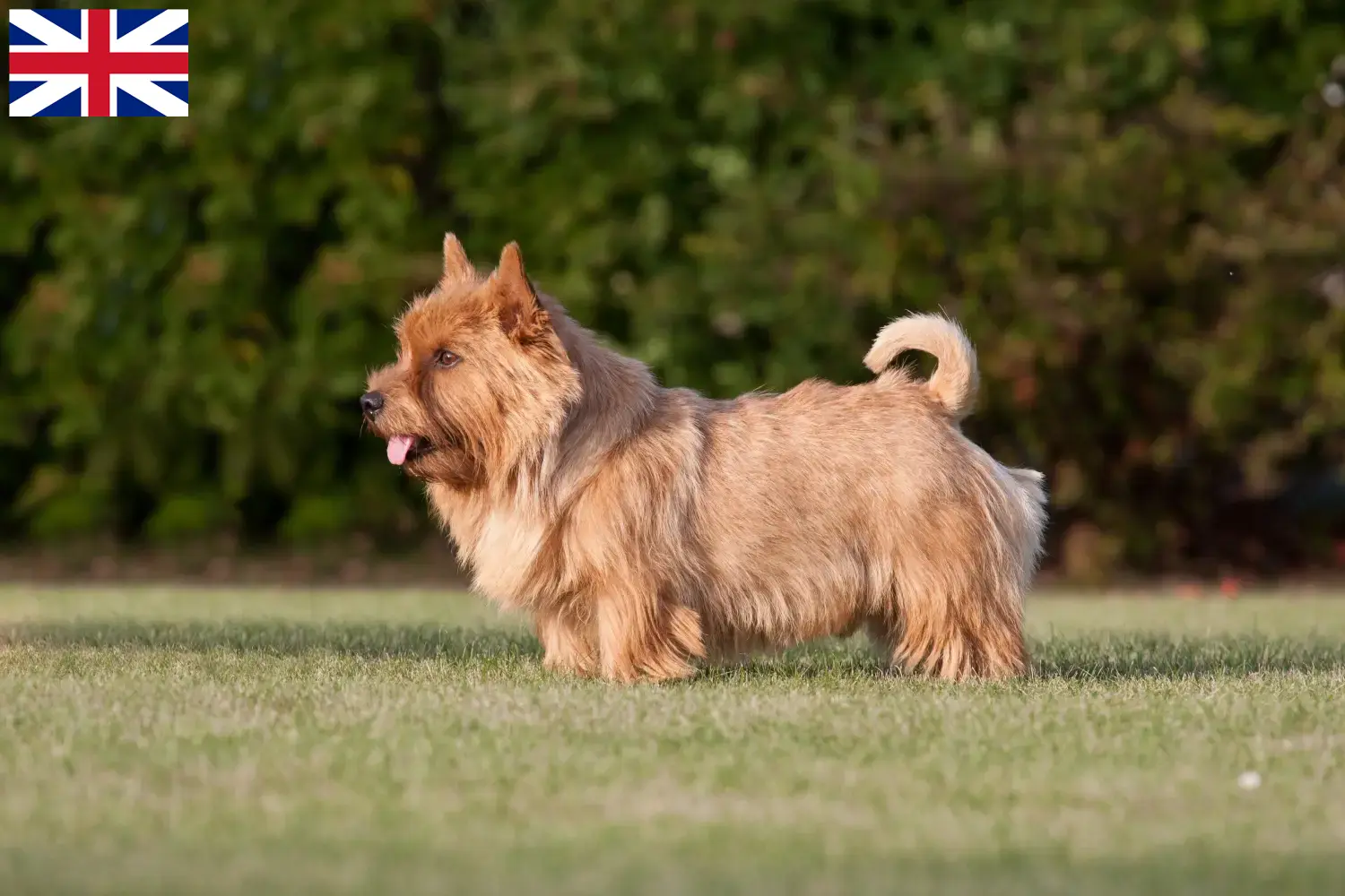 Lees meer over het artikel Norwich Terrier fokkers en puppies in Groot-Brittannië