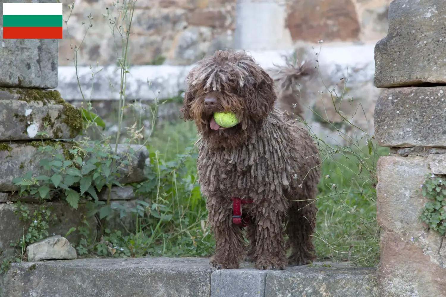 Perro de Agua Español pups en fokkers Bulgarije Hier vind je Perro de Agua Españols fokkers in Bulgarije.