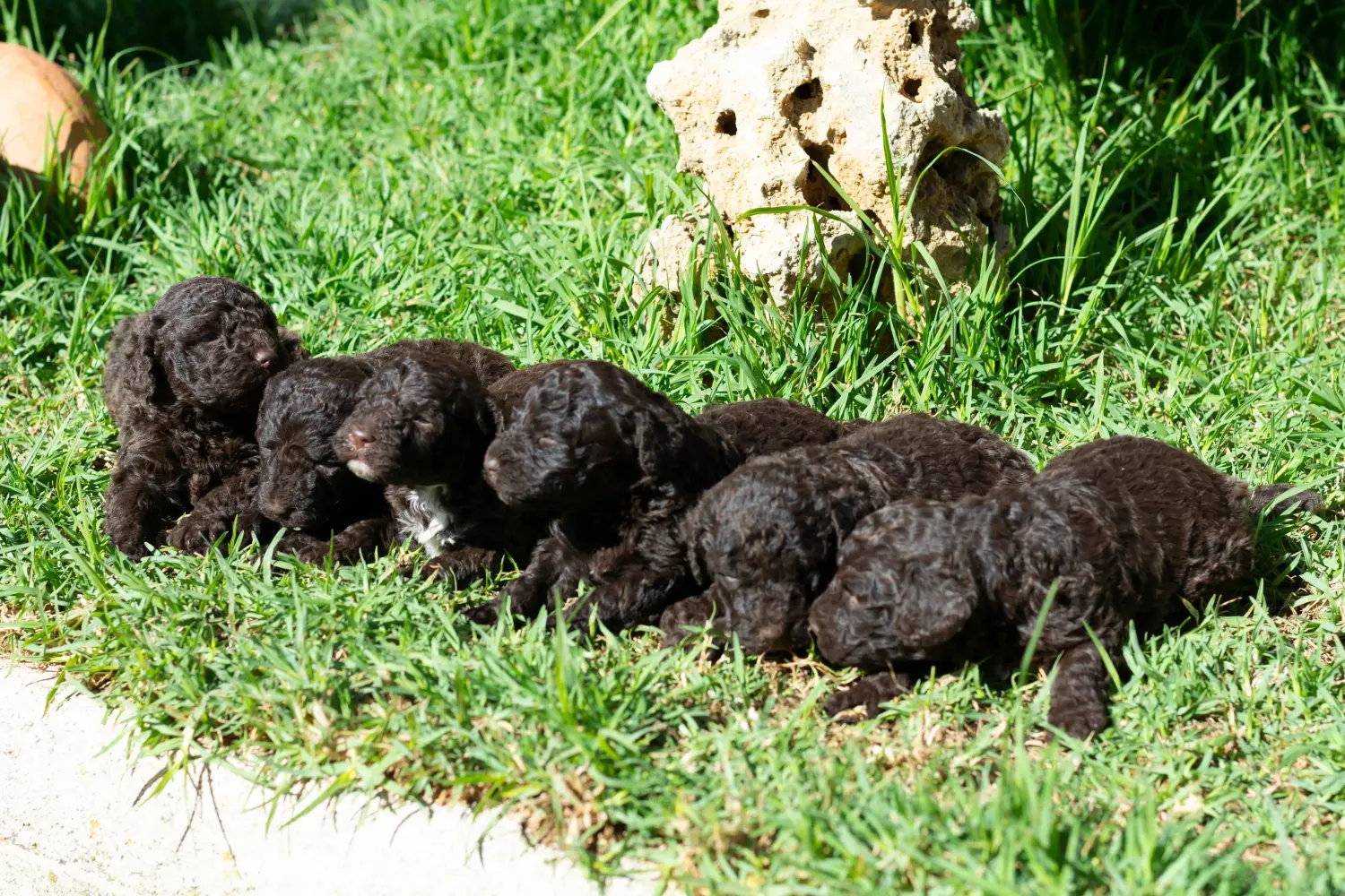 Een Perro de Agua Español puppy kopen betekent verantwoordelijkheid nemen! Koop Perro de Agua Español puppy's.