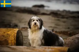 Lees meer over het artikel PON fokkers en pups in Zweden