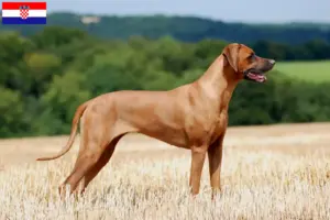Lees meer over het artikel Rhodesian Ridgeback fokkers en pups in Kroatië
