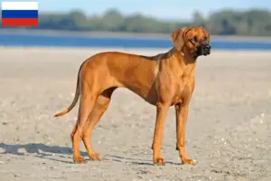 Lees meer over het artikel Rhodesian Ridgeback fokkers en pups in Rusland