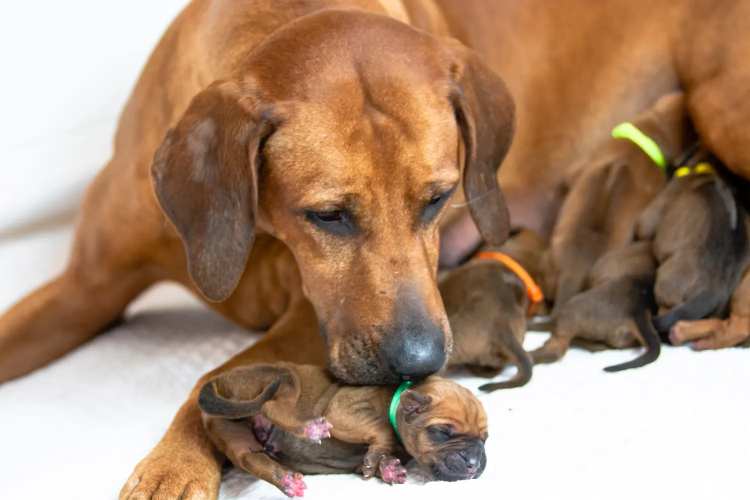 Een Rhodesian Ridgeback puppy kopen betekent verantwoordelijkheid nemen! Rhodesian Ridgeback puppy kopen.