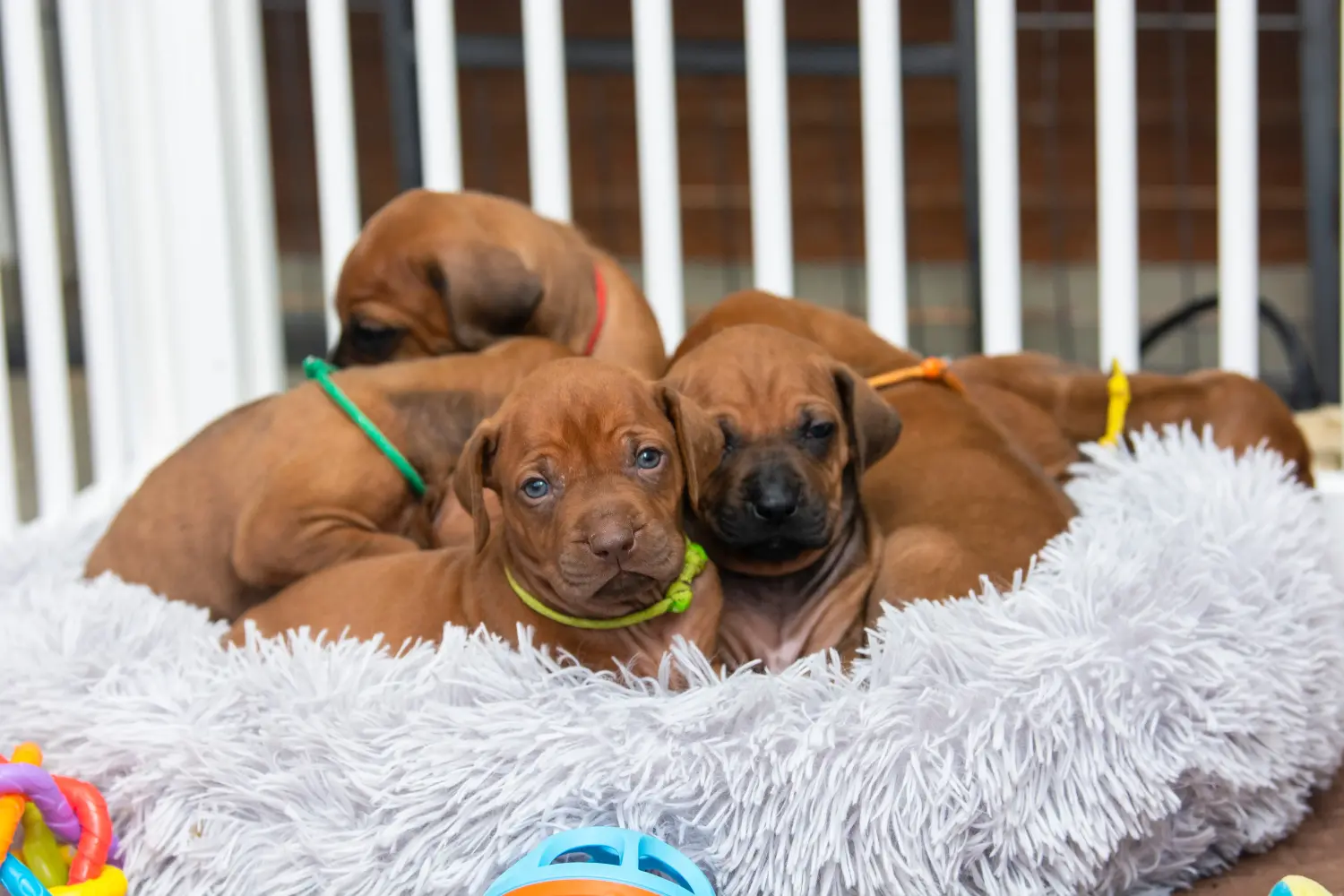 Een Rhodesian Ridgeback puppy kopen betekent verantwoordelijkheid nemen! Rhodesian Ridgeback puppy kopen.