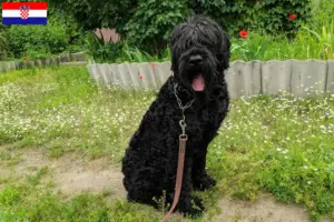 Lees meer over het artikel Russische Zwarte Terriër Fokker en Puppies in Kroatië