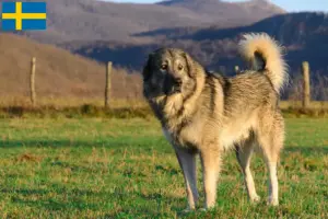 Lees meer over het artikel Šarplaninac fokkers en pups in Zweden